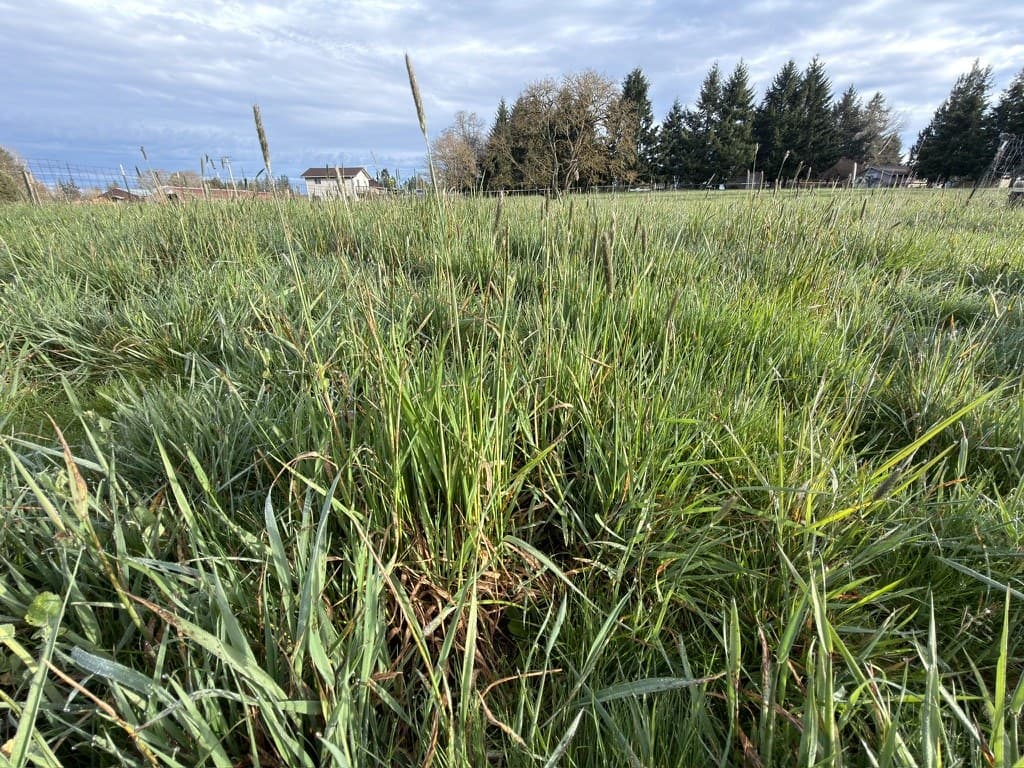 Tall pasture grass at South Hill Farm with fir trees in the distance