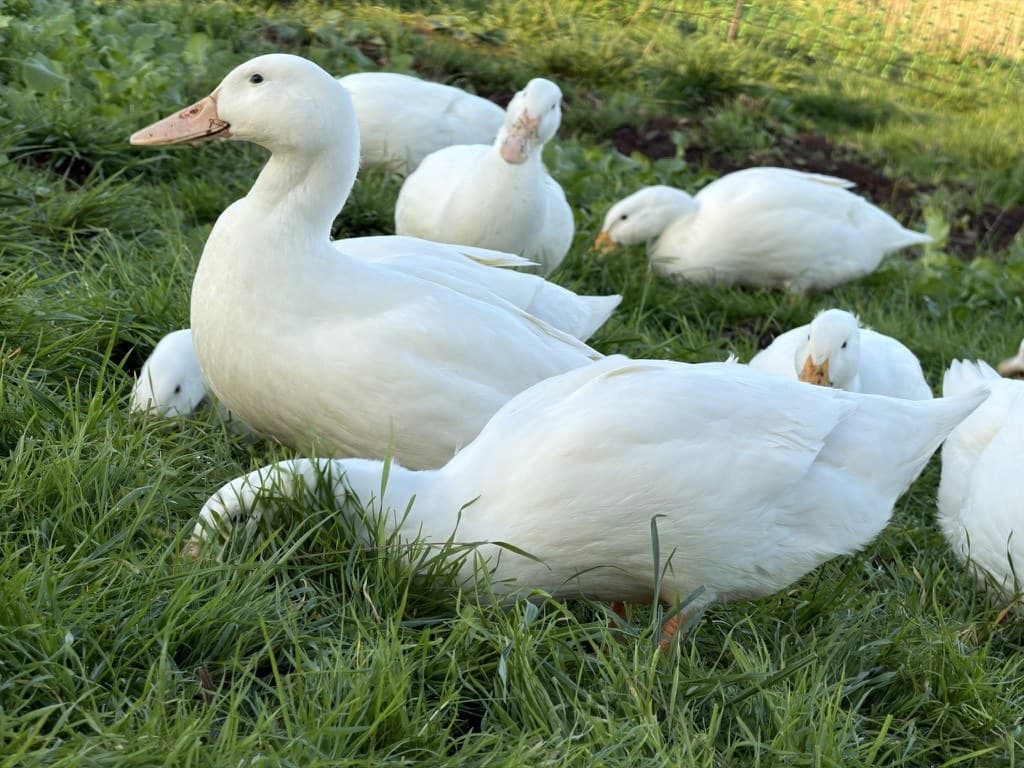 White ducks resting in green grass